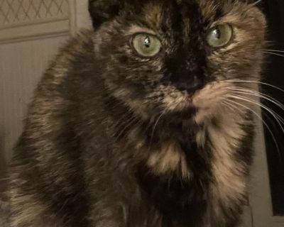 Bambi - Tortoiseshell Female Cat for Adoption