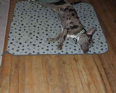 Sweet fm 7 month old bully merle looking for a great home...