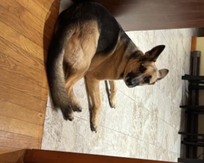 RANGER - German Shepherd Dog Male Dog for Adoption