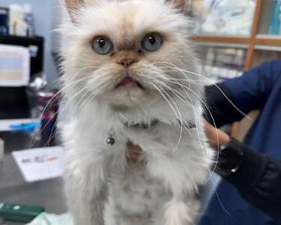 Thomas - Persian Male Cat for Adoption