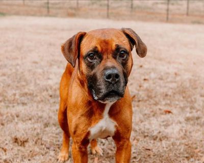 FRANKIE - Boxer & Pit Bull Terrier Mix Male Dog for Adoption