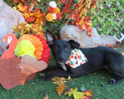 Polly is a 6 month old, 19 pound Black Lab mix PUP! Adoption fees are $60 or $30. OKC Animal Welfare is open for adoptions from 12-5:00 Tuesday through Saturday. The shelter is at 2811 S.E. 29th St., phone # 405-297-3100. The dog/cat adoption fee includes spay or neuter, MICROCHIP, age-appropriate shots and health check. Use pet's ID # when inquiring.. Puppy Female Medium
