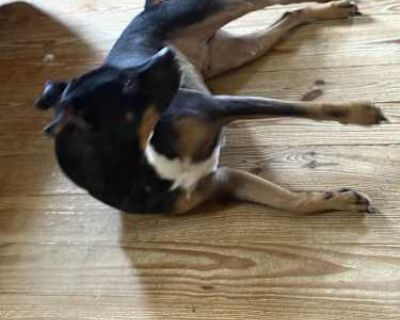 Axl - Labrador Retriever/Australian Cattle Dog Mix Male Dog for Adoption