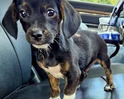 PUPPY BILBO BAGGINS - Beagle/Chihuahua Mix Male Puppy for Adoption
