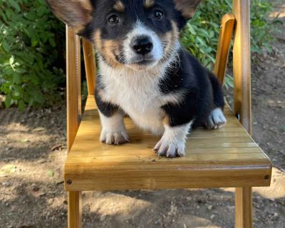 6 Male and 2 Female Pembroke Welsh Corgi Puppies for Sale