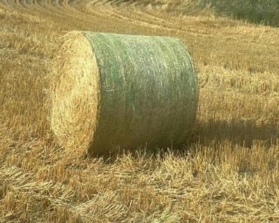 Oat straw bales