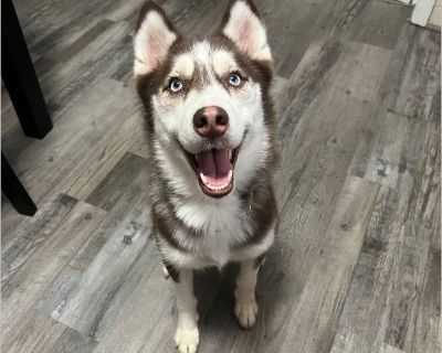 Cielo - Female Puppy Siberian Husky for Adoption