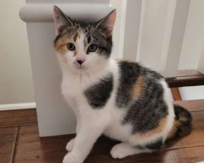 8/28/25. Purebred Spayed / Neutered. Breed Domestic Shorthair Color Age Kitten Sex Female Pet ID 22061275 Hair Length