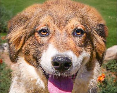 Stunning Ms Sukura A+ - Australian Shepherd / Great Pyrenees Female Puppy