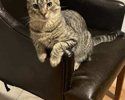 Zelda - American Shorthair Male Cat for Adoption