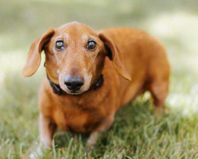 Big Bald Back - Miniature Dachshund Male Dog for Adoption