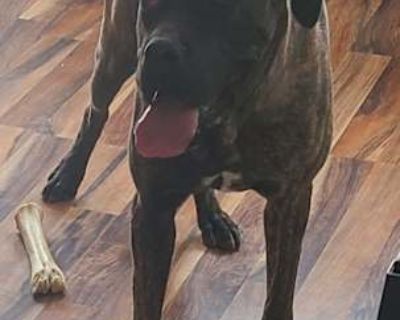 Sheba - Cane Corso Female Dog for Adoption