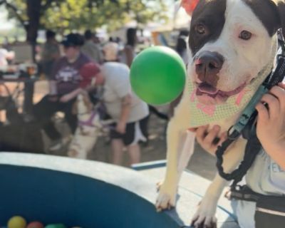 Meet Rocky Road! Estimated birthdate 10/11/2020 American Bulldog x Staffordshire Terrier mix 69 lbs. Rocky Road is just as sweet as his name! This guy gives the biggest kisses and is guaranteed to make you smile. He loves to go for car rides and for walks around the park. He is a perfect gentleman and walks very well on a leash. In between naps, he enjoys cuddling on the couch! Rocky Road is ve...