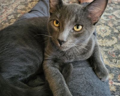 Everett - Russian Blue Mix Male Cat for Adoption