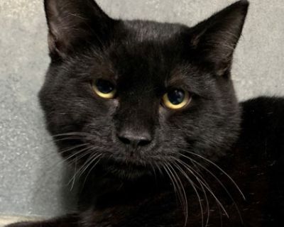 Orson-5884 - Domestic Short Hair Male Cat for Adoption