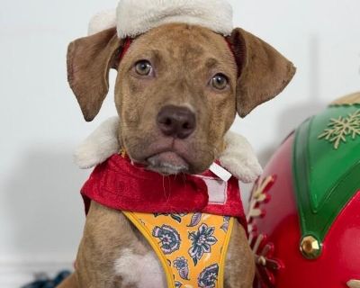 Exciting News: This adorable pup will be at an adoption event near you! Check our website: https://AmazingDogsRescue.org/dogs/ Or call 888.508.8943 (Monday to Sunday, 8 AM to 8 PM).. Out-of-town pets are cared for by non-local organizations who can make arrangements for the pet to be transported to your area. Learn More. Puppy Female Medium Brindle , Golden