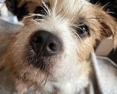 Kitty - Jack Russell Terrier Female Dog for Adoption