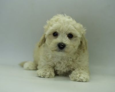 Gavin - Male Maltipoo Puppy for Sale