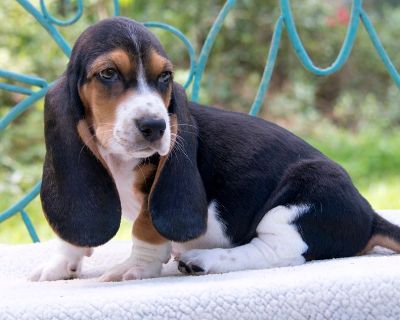 6 Male and 2 Female Basset Hound Puppies for Sale