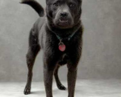 Phoenix - Chow Chow Male Dog for Adoption