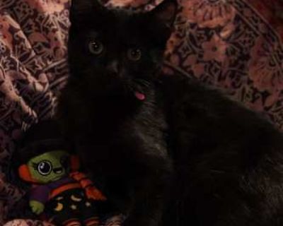 Meet Enid!. Good with dogs Good with cats Shots current Spayed / Neutered Housetrained. Breed Domestic Shorthair Color Black (Mostly) Age Kitten Sex Female Pet ID 22065158 Hair Length short