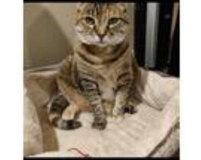 Adopt Ali a Brown Tabby American Shorthair / Mixed (short coat) cat in Chino