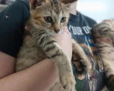 Cara - Domestic Shorthair Female Cat for Adoption