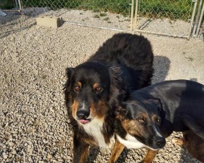 Monkey - Australian Shepherd & Catahoula Leopard Dog Mix Female Dog for Adoption