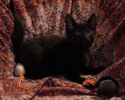 Meet Pugsley!. Good with dogs Good with cats Shots current Spayed / Neutered Housetrained. Breed Domestic Shorthair Color Black (Mostly) Age Kitten Sex Male Pet ID 22065005 Hair Length short