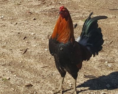 Roosters Sumatra