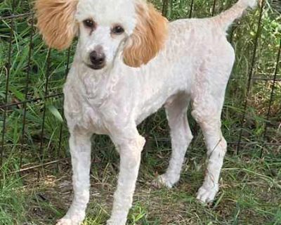 Leo - Poodle (Miniature) Male Puppy for Adoption