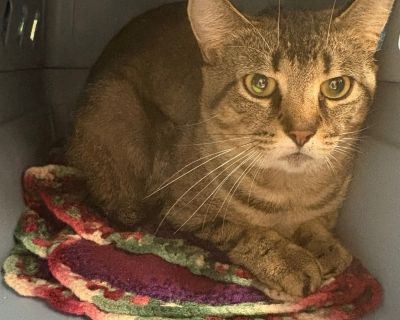 Louie - Domestic Short Hair Male Cat for Adoption