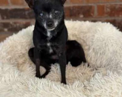 Pepper - Chihuahua/Miniature Pinscher Mix Female Dog for Adoption