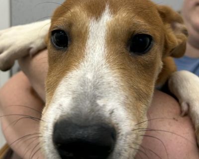 Tubbs - Shar-Pei Mix Male Puppy for Adoption