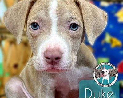 Duke Ellington Jazz - Pit Bull Terrier Male Puppy for Adoption