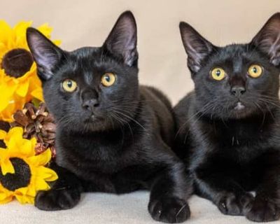 Veronica - Domestic Shorthair Female Cat for Adoption