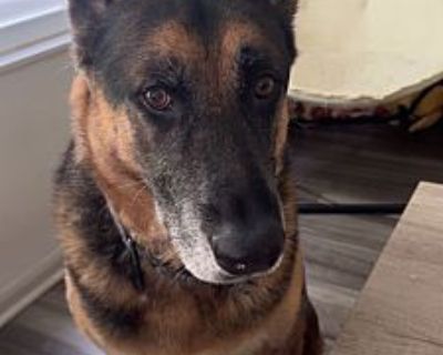 Koda - courtesy post - German Shepherd Dog Male Dog for Adoption