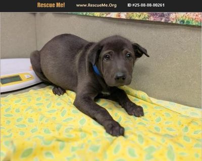 URGENT AFTER 08/14 - Male Puppy Shar-Pei mix for Adoption