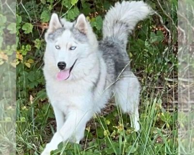 Hank - Huskies -Siberian Husky Mix Male Adult Dog for Adoption