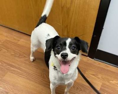 Tessie - Chihuahua/Rat Terrier Mix Female Dog for Adoption