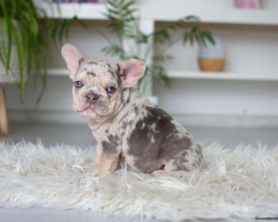 Mya - French Bulldog Puppy For Sale in Michigan