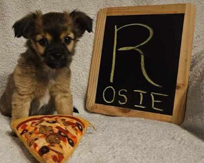 Rosie - Terrier (Unknown Type, Small)/Dachshund Mix Female Puppy for Adoption