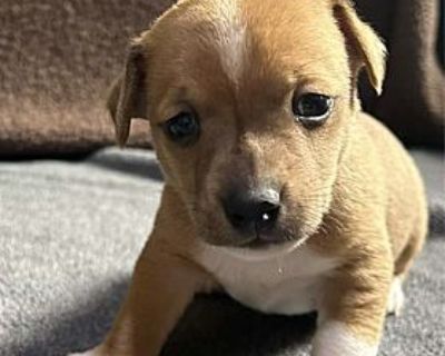 Rupert in Tulsa - Jack Russell Terrier Male Puppy for Adoption