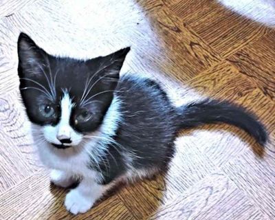 Sienna - Domestic Shorthair Male Kitten for Adoption