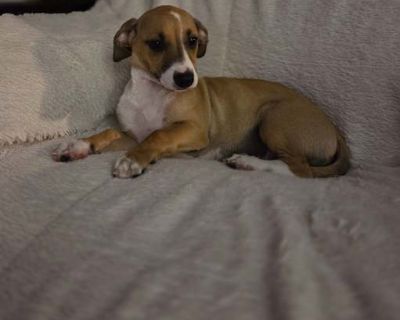 Russell - Chiweenie/Jack Russell Terrier Mix Male Puppy for Adoption