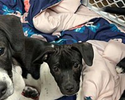 Wrinkles - Labrador Retriever Male Puppy for Adoption