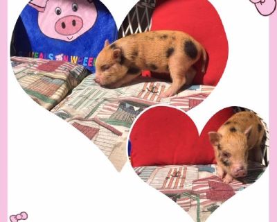 Mini pigs for sale in Rockville