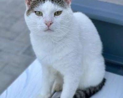 Hi there I m Ozzy! Tabby & White | Frost-Kissed Ears | Professional Sweetheart If you re reading this, I just want to start by saying thank you. Not long ago, life looked very different for me. I survived the unforgiving Minnesota winters all on my own, hoping every night that I d make it until morning. My ears still carry the marks of frostbite, little reminders of how hard things once were. B...