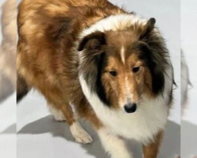Adult * Location Dublin, OH, 43016 USA USA *. Dog Breed: Shetland Sheepdog Sheltie (medium coat). To make the adoption process faster and easier, please visit .almosthomeohio and complete our online application! Sienna is 6 yrs old and new to our rescue. Please check back for updates. Dont forget to visit our informative website, .almosthomeohio, for valuable information and interesting feature...