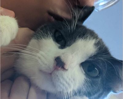 Coraline is a FeLV+ cat that needs someone willing to take her on. She's low energy but she's incredibly sweet and has so much love to give. Unfortunately, our living situation has changed unexpectedly. I don't have a safe place for her to go and every rescue has denied her due to being at capacity. She really needs someone to come through for her. She's a wonderful cat, just give her a chance.